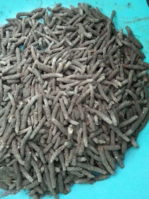 蚂蚱卵东亚飞蝗