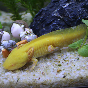 小鱼活宠物鱼淡水