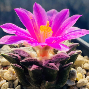 ariocarpus kotschoubeyanus象足黑牡丹实生岩牡丹仙人球百花开