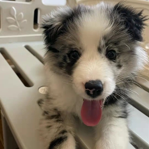 陨石边牧幼犬宠物狗狗活体纯种三色蓝陨石边境牧羊犬赛级中小型犬