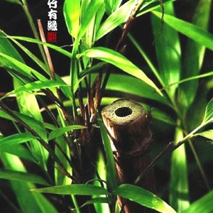 新品竹子君盆景四方形竹子苗室内绿植适合f庭院阳台竹盆栽方竹苗