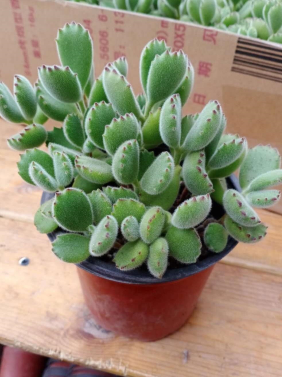多肉植物大老桩庄肉多多大颗巨型稀品种熊童子清棚熊掌精品好养