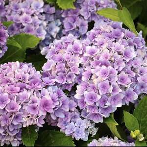 魔幻革命绣球海洋系列好养室外阳台庭院盆栽花卉植物圆形绣球花.