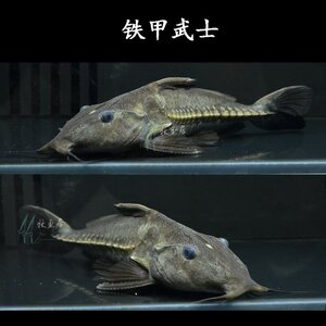 武士鱼活体艾温艾尔温尼铁甲海豚长须铁甲武士大型鱼鲶鱼0人付款10