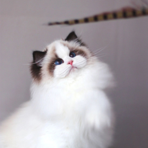 布偶猫幼猫纯种猫咪幼崽赛级海双蓝双仙女猫宠物猫网红波斯猫活物