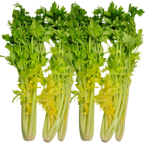 tb713983660淘宝马家沟芹菜新鲜芹菜心空心芹菜大叶黄精品嫩芯西芹