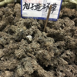 中药材 九指连环草500克 九指连黄草 珠串珠 一串纽子 九子连环草