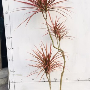 新品省彩铁五彩h千年木马尾铁室内绿植盆栽一物一拍多七包邮北欧