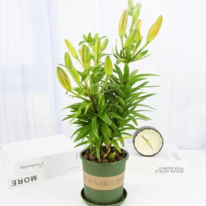 香水百合鲜花盆栽室外