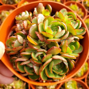 新品央金多肉植物多头群生老桩之组合盆g栽秋 季特惠 云 南多肉园