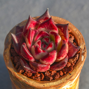 多肉血色罗密欧