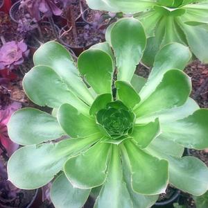 新品艳姿燕姿法师 莲花掌属 多肉植物多头群生老桩u 物图一一一拍