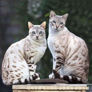 孟加拉豹猫纯种雪豹黄金豹银豹短毛猫血统纯正活体幼崽猫实体猫舍
