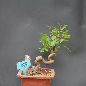 日本棠梨红梨沙棠梨 造型盆景素材 日本豆梨棠梨小品桩耐寒久生杂