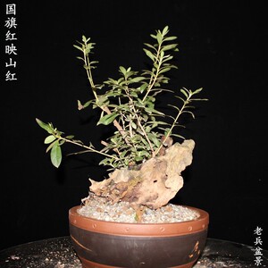 精品杜鹃花小老桩树桩盆景映山红熟桩室内防辐射阳台绿植花卉包邮