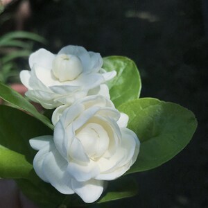宝珠小荷花茉莉