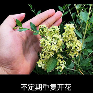 散沫花指甲花