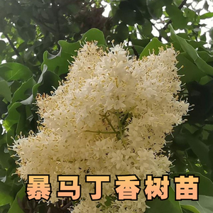 东北暴马丁香树苗西海菩提树丁香花庭院绿化苗园林黑龙江发货