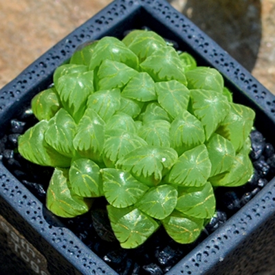 多内植物冰灯玉露