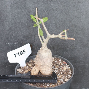 火星人块根一物一拍爬藤萝藦e科多肉植物绿植花卉盆栽