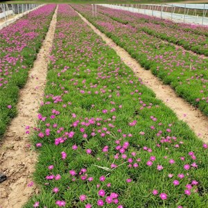 石竹花带花苞欧石竹草坪花苗康乃馨盆栽耐寒庭院开花植物四季常绿