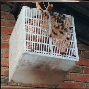 马蜂胡蜂控王笼控王片蜂王囚王笼收蜜蜂关王笼野化放养防逃过滤笼