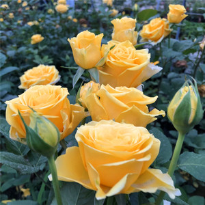 灌木 金香玉 大花切r花玫瑰月季花苗 金黄色四季开花卉盆栽