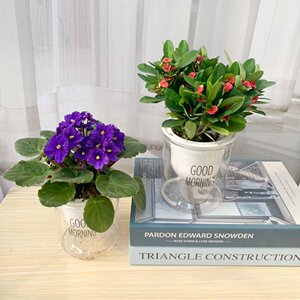 22u紫罗兰盆栽苗花大花单重瓣室内办公好养四季开花不断冬季耐阴