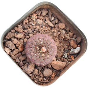 天惠丸士a童 母本实生开花仙人球 籽播萝卜根稀缺品种小苗盆栽多