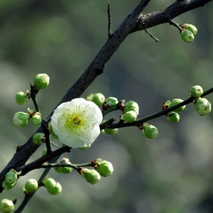 冬季精品绿鄂梅花盆景y绿梅盆栽老桩梅花耐寒耐热实物一物一拍