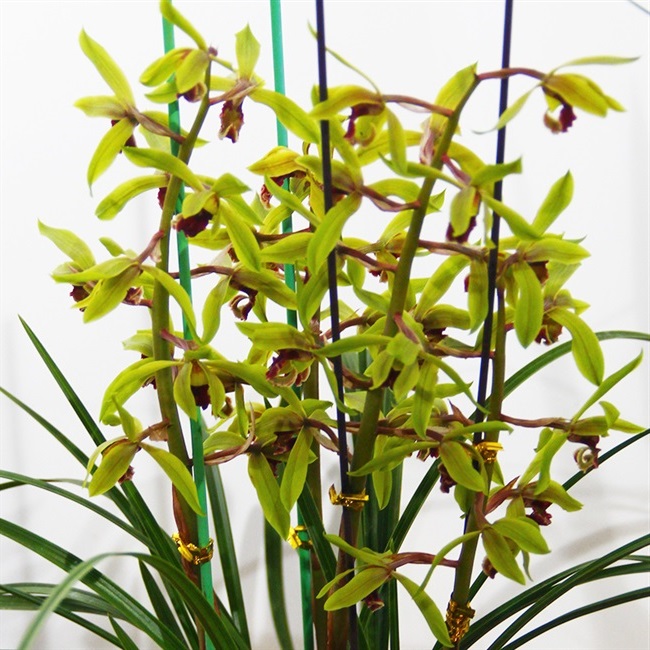 惠兰兰花细叶【千里香t】九头兰9盆栽花卉室内名贵兰草兰.