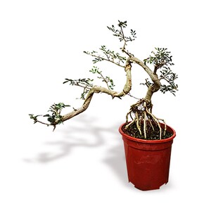 对节白蜡盆景造型庭院