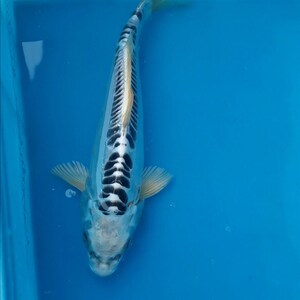 德赏金松叶银辉龙体鲤p鱼冷水鱼活锦好养观系鱼长短尾随机发货