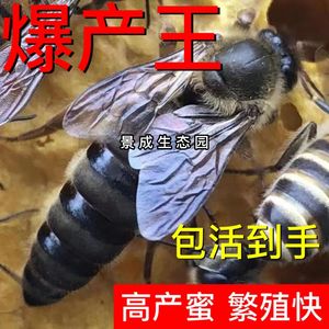 中蜂蜂王开产种王优质高产王阿坝黑色交尾蜜蜂高产土蜂中蜂产卵王