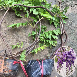 22紫藤花苗爬藤植物老桩阳台庭院花园四季开花耐寒v耐晒多年生花