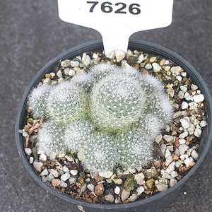 22粉蝶 金蝶 杏蝶 银蝶丸宝山仙人球多肉组合盆栽沟m宝