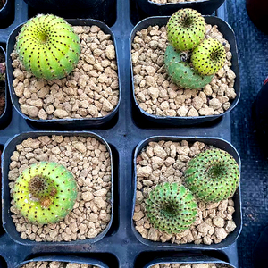 黄金士童仙人球