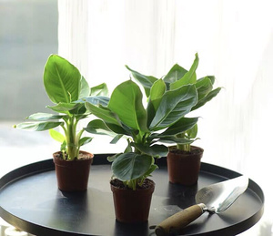 2222观果食用卡文迪什矮c香蕉树芭蕉树迷你香蕉盆栽阳台庭院果la.