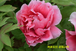 牡丹新七福神牡丹苗进口品种大花型庭院阳台地栽菏泽精品朵朵牡丹