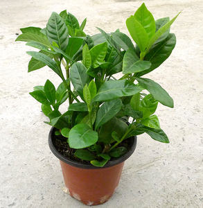 i厅子花香盆栽h四季花苗绿色台花植物花草阳开花卉室内客栀盆景包