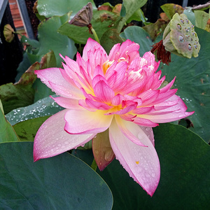 2222大唐d芙蓉碗莲荷花种藕m根茎阳台庭院水生培绿植物中型盆栽a.