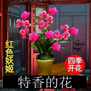 2222超香四季开q花 红色妖姬 兰花 浓香型室内室外好p养 夏带花a.