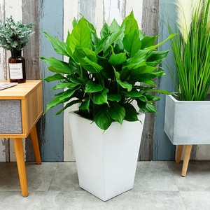 22汉氧园林 万年青四季青盆栽办公h室好养绿植室内耐寒植物四季a.
