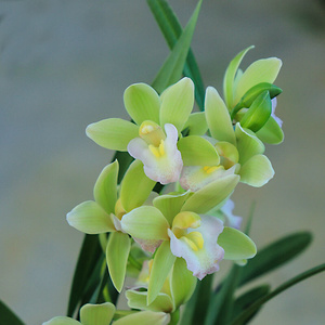 j22翁源兰花十八格格带花苞四季建兰大花矮种浓香型阳台好养花卉