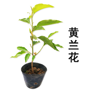 2222白兰花 嫁接黄角兰 白玉兰 黄玉兰花树苗 p室外盆j栽花卉 当