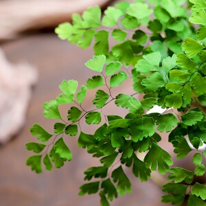 扇叶桌面绿植观叶大c株蕨类植物盆景盆栽水培水养办公室室内铁线