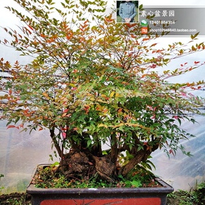 南天竹盆景树桩