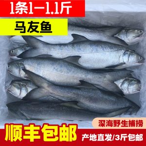 福建海捕台湾伍鱼大午鱼马友鱼竹笋鱼一条一斤鲜活冷冻新鲜大海鱼