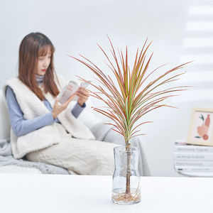 千年木水培植物盆栽室内绿植花卉观叶植物七彩铁客厅除甲醛好养