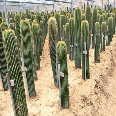 大凤龙仙人柱多肉植物大型仙人掌神龙木仙人柱北欧风大风龙绿植